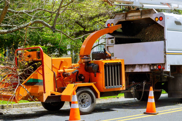 Best Storm Damage Tree Cleanup  in Trenton, IL