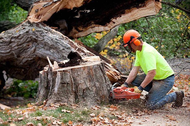 Best Emergency Tree Removal  in Trenton, IL